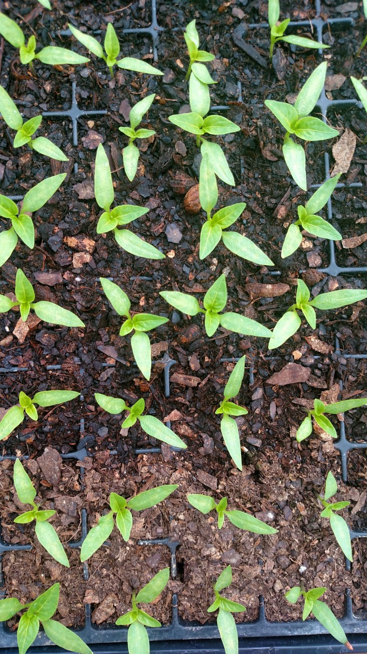 Processed with VSCO with  preset