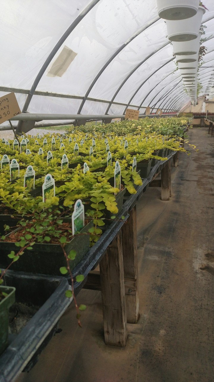 Processed with VSCO with  preset