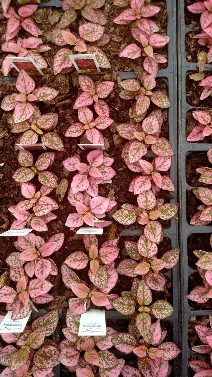 Processed with VSCO with  preset