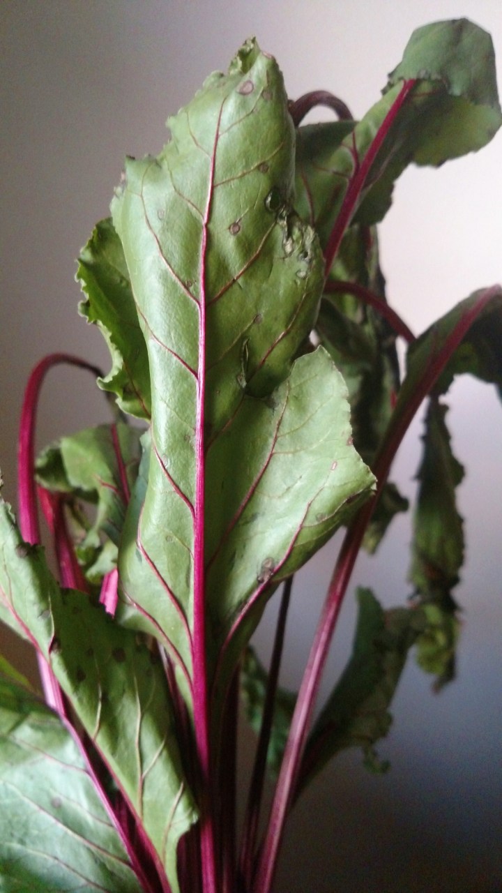 Processed with VSCO with  preset